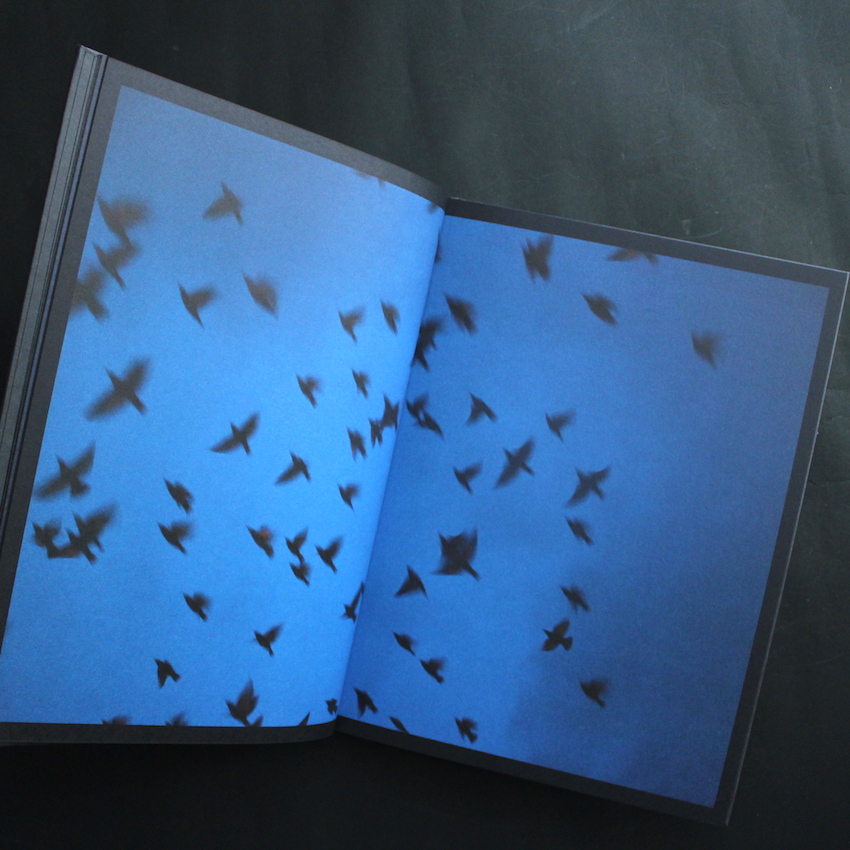 Halo（English Edition） - 川内 倫子 / Rinko Kawauchi