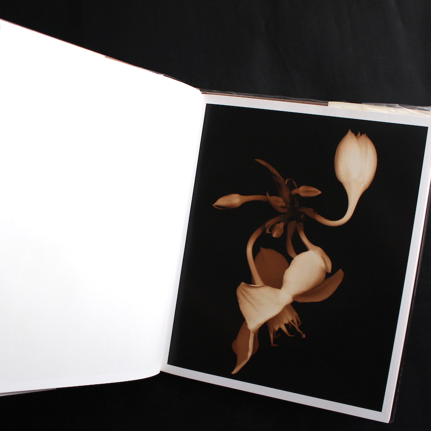 Flower Portraits The Life Cycle of Beauty - Joyce Tenneson