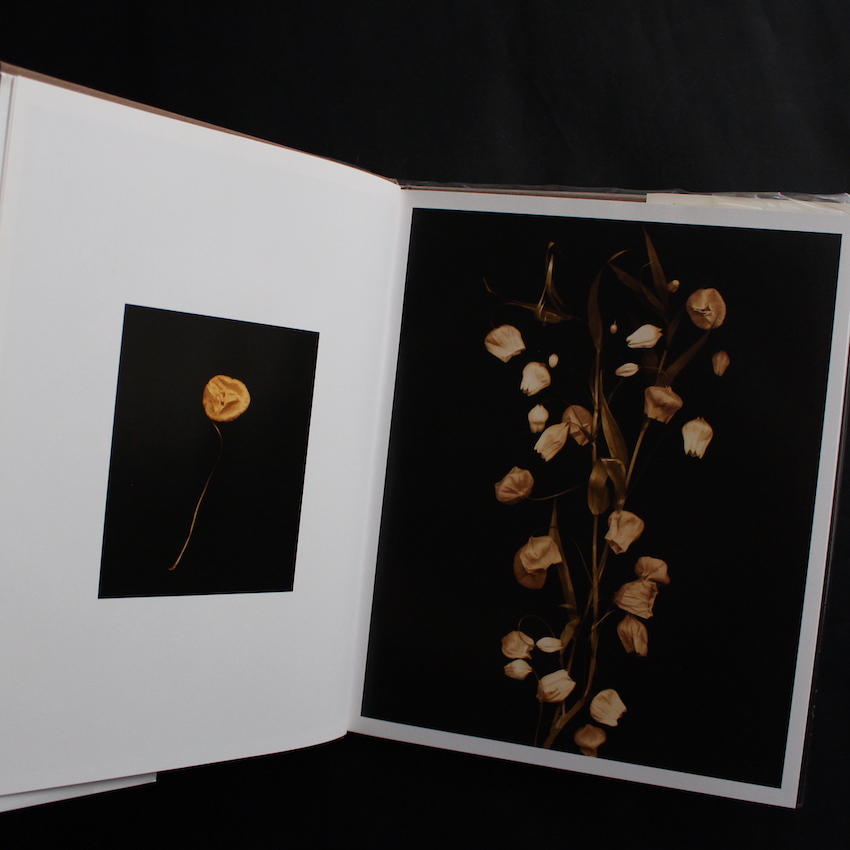 Flower Portraits The Life Cycle of Beauty - Joyce Tenneson