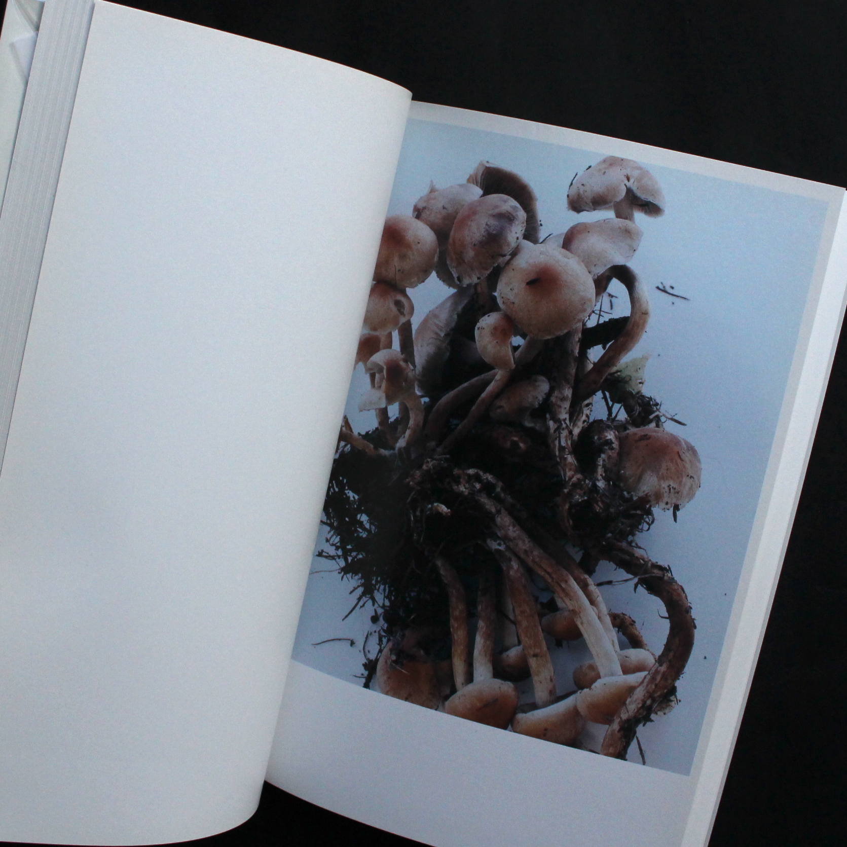 その森の子供 / Mushrooms from the Forest 2011 - ホンマ タカシ