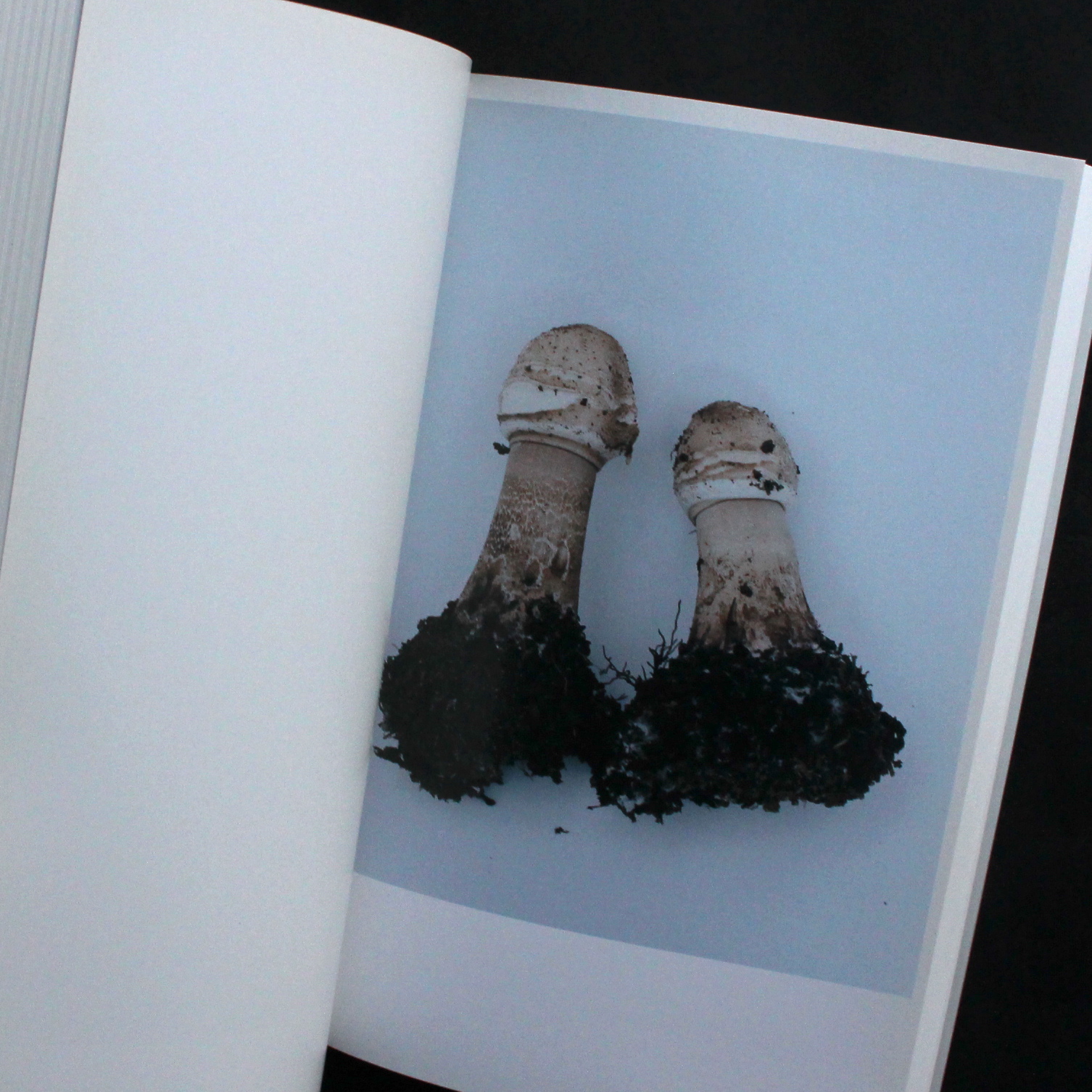 その森の子供 / Mushrooms from the Forest 2011 - ホンマ タカシ