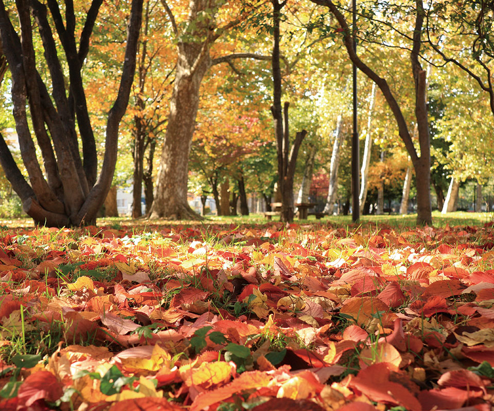 ミディコート」「Midi Coat」soutiencollar（ステンカラー