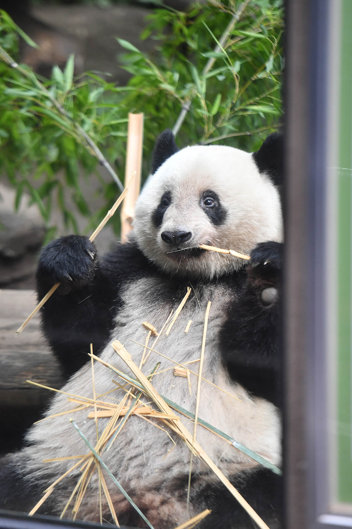 今日のパンダ（2493日目）