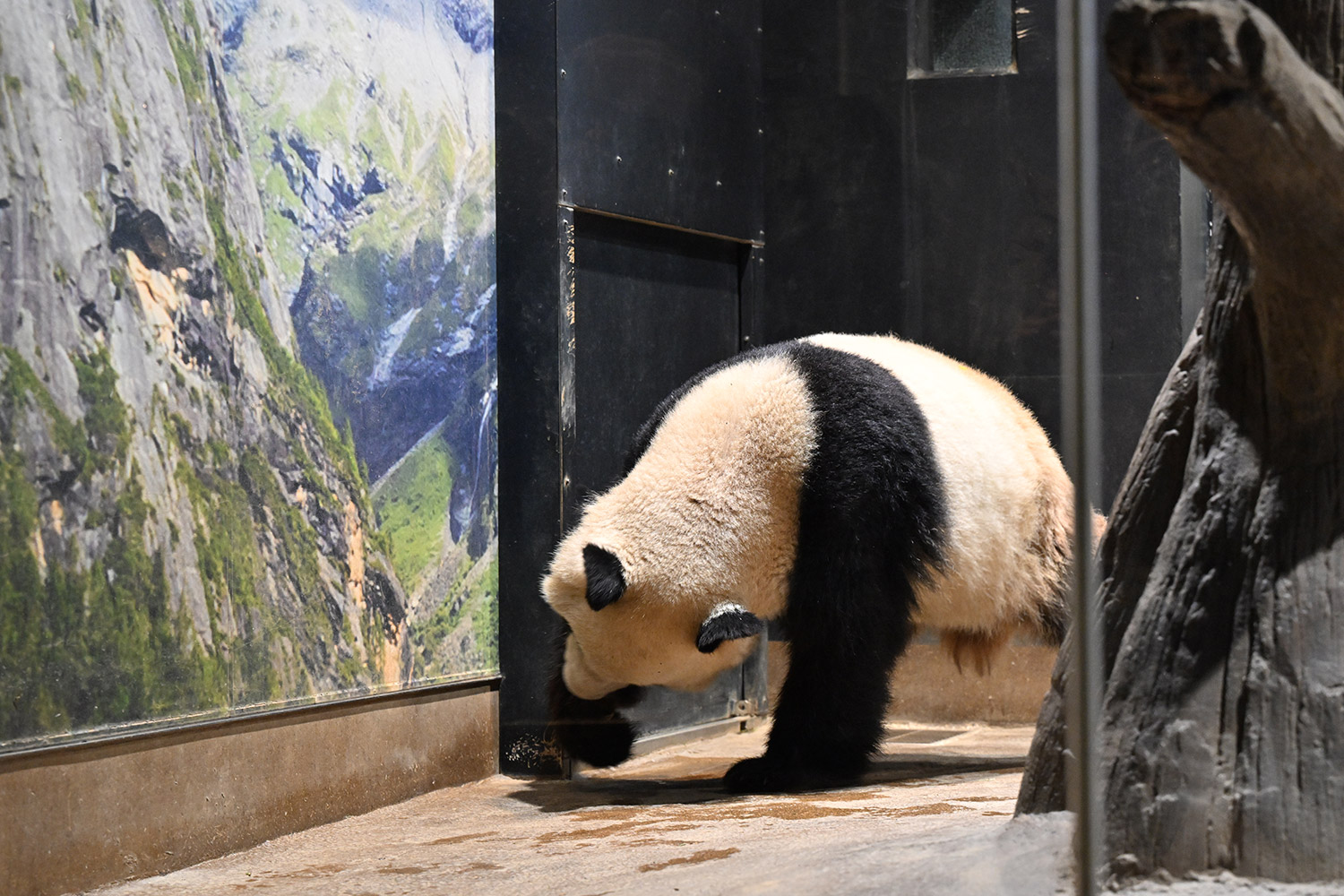 今日のパンダ（3720日目）