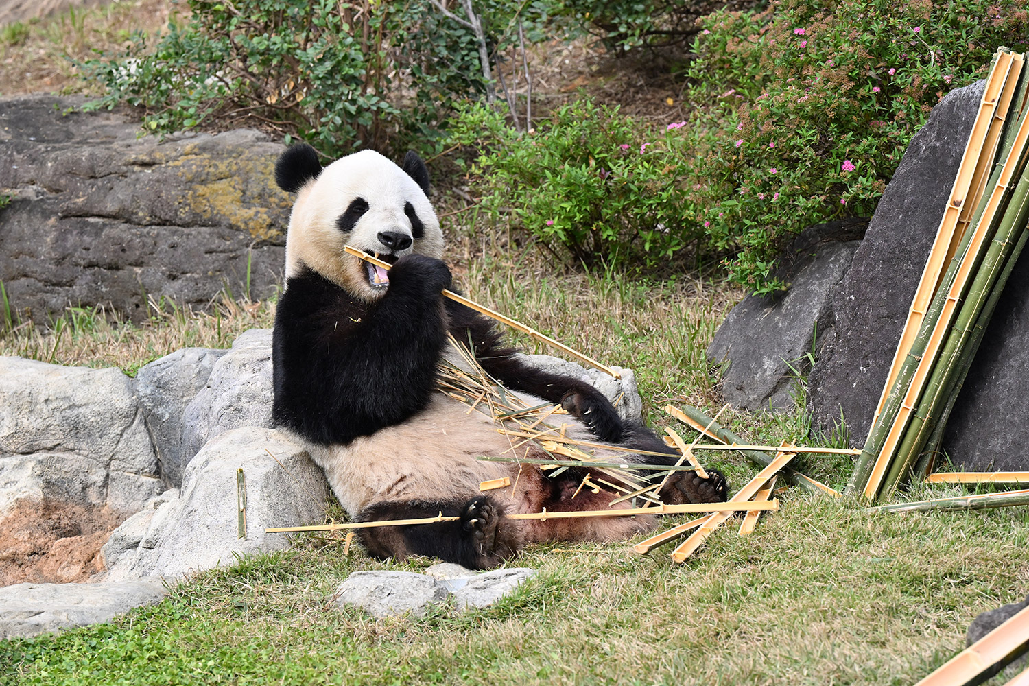 今日のパンダ（4006日目）