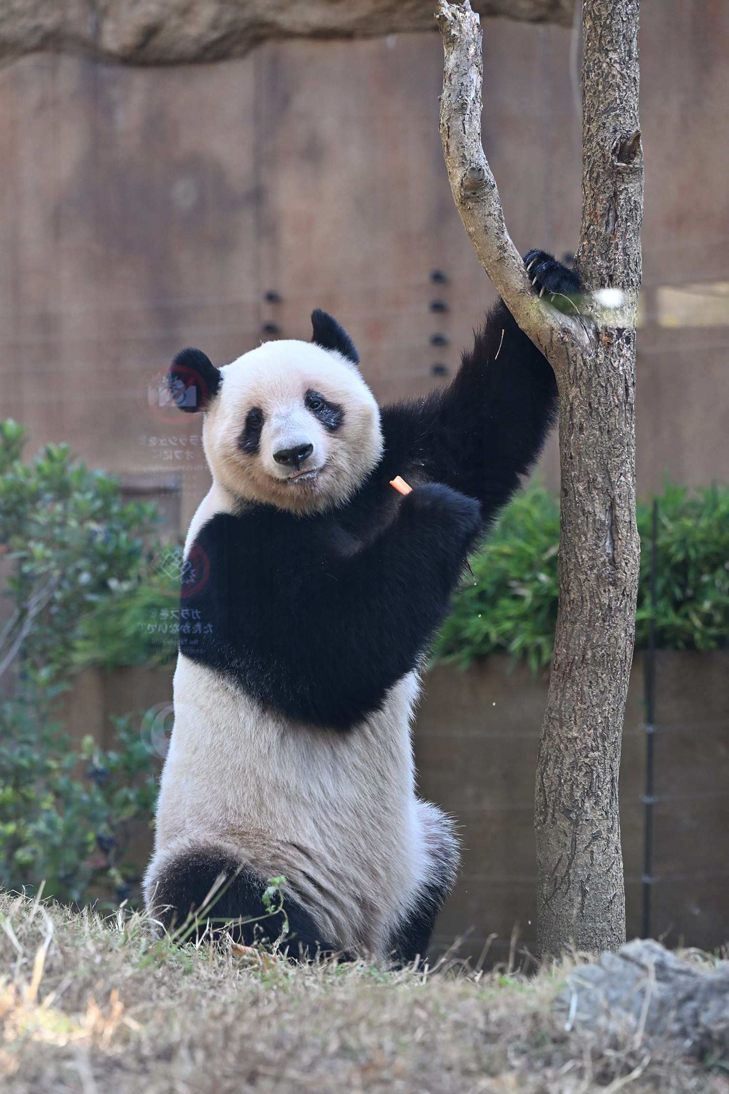 今日のパンダ（4009日目）