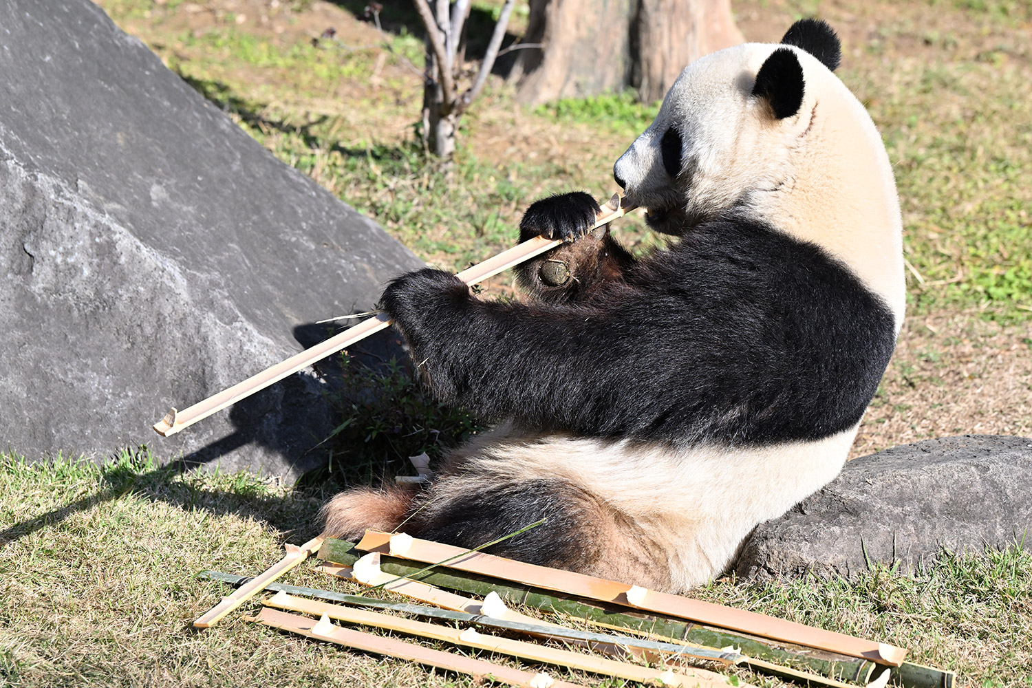 今日のパンダ（4019日目）