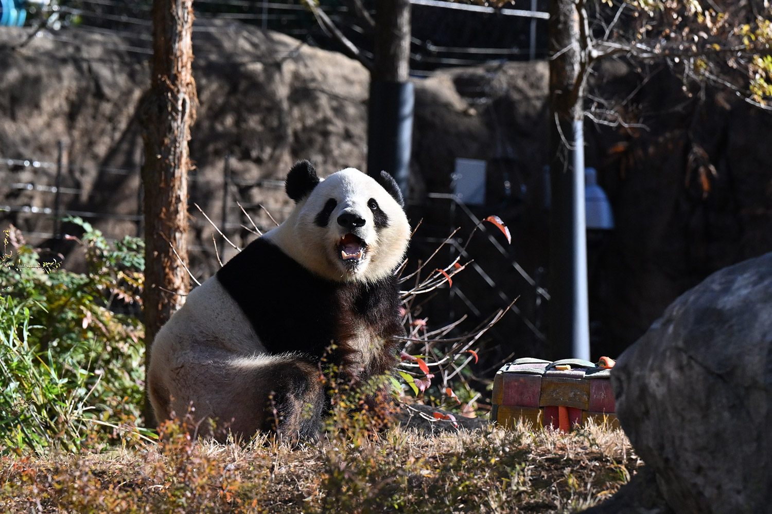 今日のパンダ（4034日目）