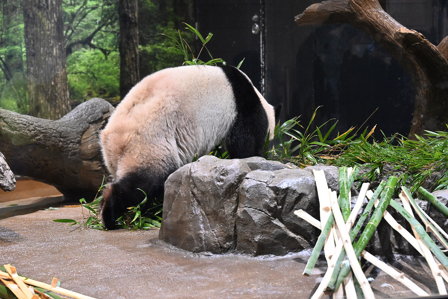 今日のパンダ（4046日目）
