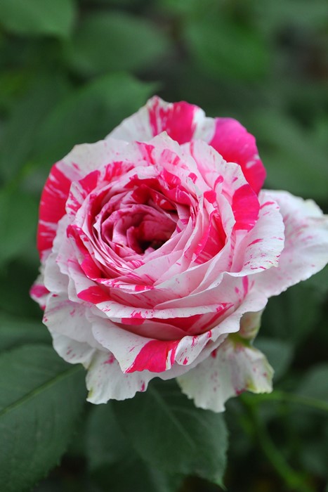 冬季大苗】バラ苗 センチメンタル 国産苗 6号鉢植え品《J-FL10》【0204