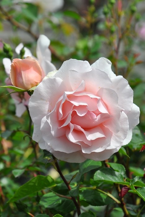 バラ苗【中苗】ミセスアイリスクロウ 国産苗 6号鉢植え品《J-FL20