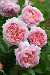 ブランドで選ぶバラ,タンタウのバラ苗通販 | バラの家 公式本店 ロサ