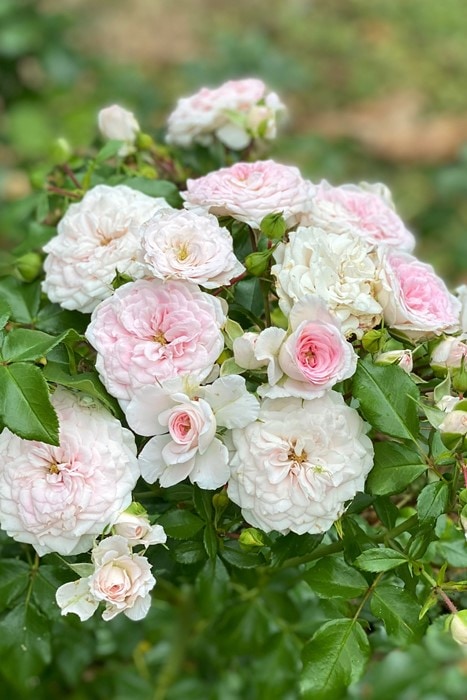 バラ苗【中苗】さくらこ 国産苗 6号鉢植え品［契約品種］《JB》2025春