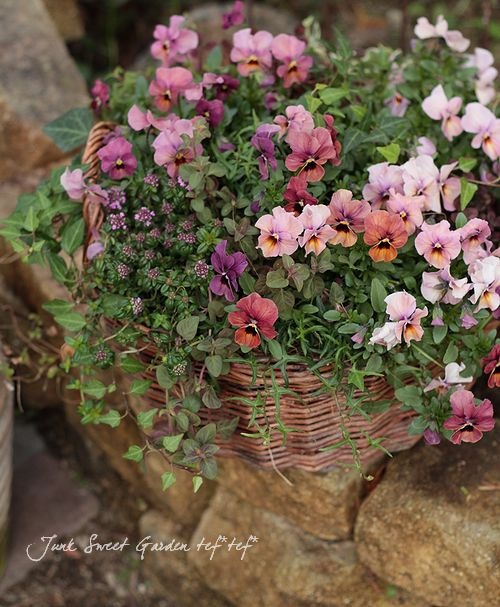 リピーター☘️ビオラ様30:30 リピーター☘️ビオラ様30:30 リピーター