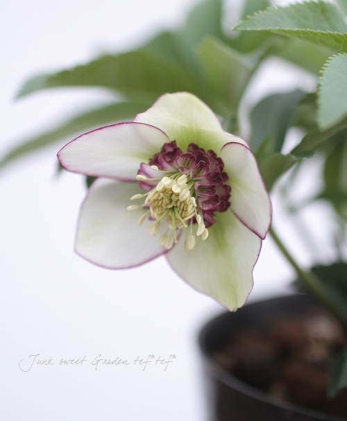 4655 整形オフホワイトセミダブルクリスマスローズ　開花株 再入荷鉢花 開花株 クリスマスローズ セミダブル ホワイト・イエロー