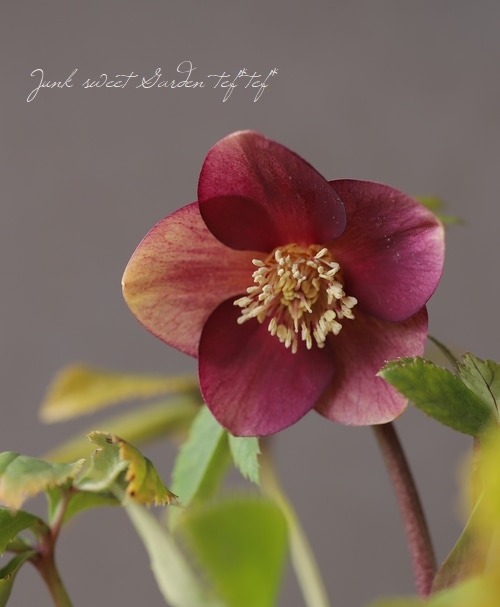 クリスマスローズ 小輪オーレア系 『リバーシブルレッド s』 No.O