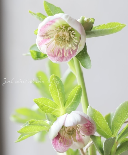 大和園】 クリスマスローズ 『パステリッシュストレイン・多花性タイプ