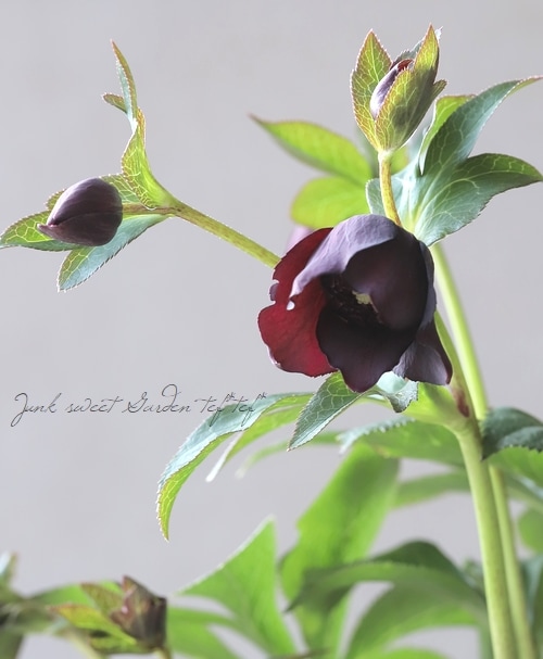 広瀬園芸さん】 クリスマスローズ 『クレオパトラ』 No.14 | すべての