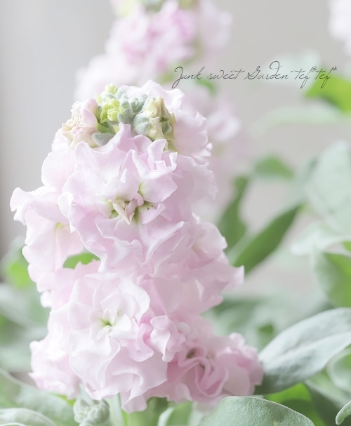 八重咲きストック 『ライトピンク』 | すべての商品 | | Junk sweet