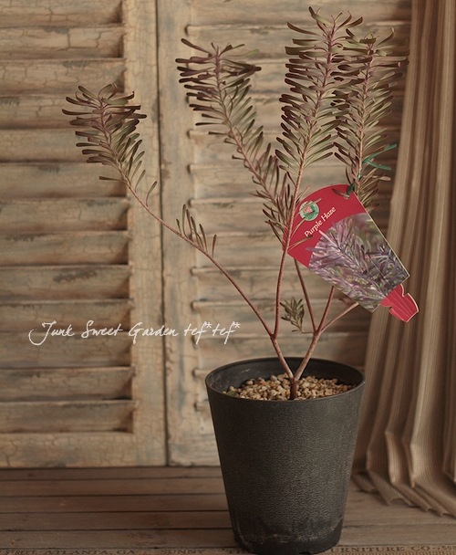 リューカデンドロン 『パープルヘイズ』 | すべての商品 | | Junk