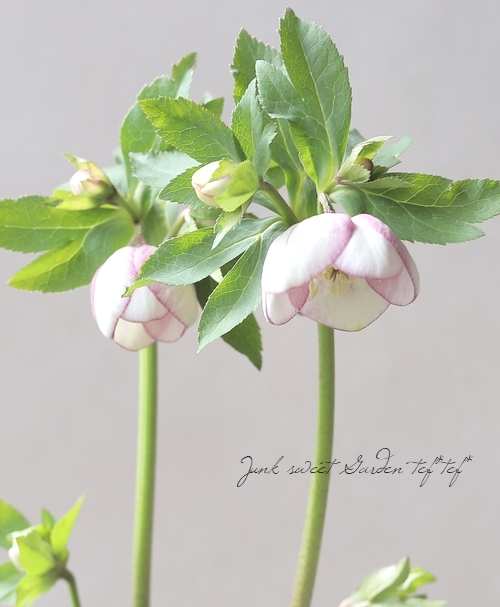 大和園】 クリスマスローズ 『カップ咲きベールピンク』 2025【No.5