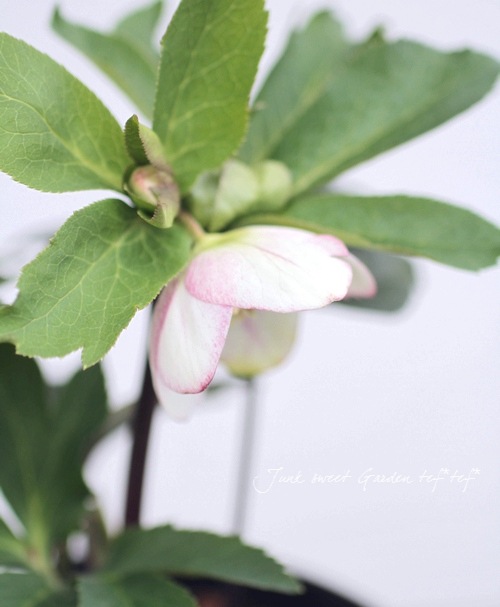 ま*い様 クリスマスローズ　パステリッシュストレイン　デュメ系　カップ咲き 園芸ネット本店｜大和園さんのクリスマスローズ：26-11パステリッシュ