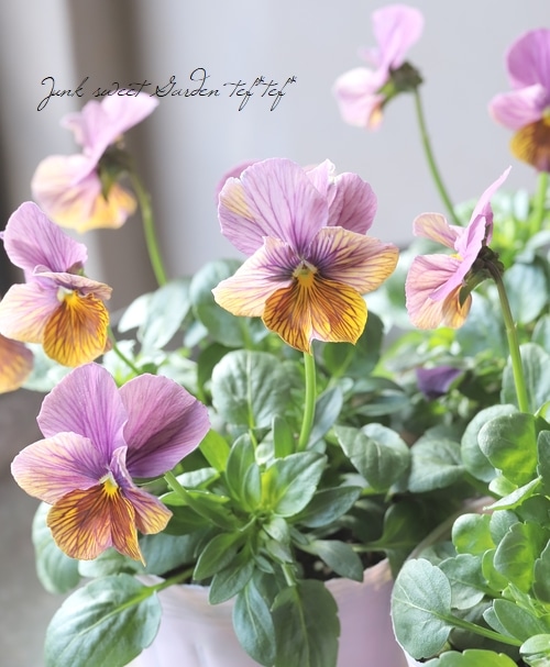 ○石村あさみさん育種・A-STORYビオラ 『流星シリーズ 』 ピンク