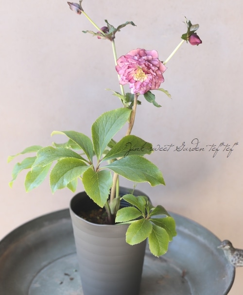 下原園芸・クリスマスローズ 『超多弁ダブル』 2026【No.20】 | すべて