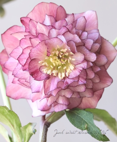 下原園芸・クリスマスローズ 『超多弁ダブル』 2026【No.20】 | すべて