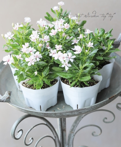 北島園芸オリジナル】 ニチニチソウ・ミラシリーズ 『ミラうさぎ (仮