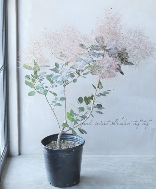 銅葉スモークツリー・小型品種 『ルブリフォリウス』 【163】 | すべて