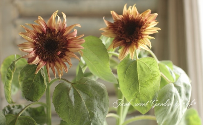 ひまわり Plante en ぷらんたん】 ～クラフトミニシリーズ～ ひまわり（春まき