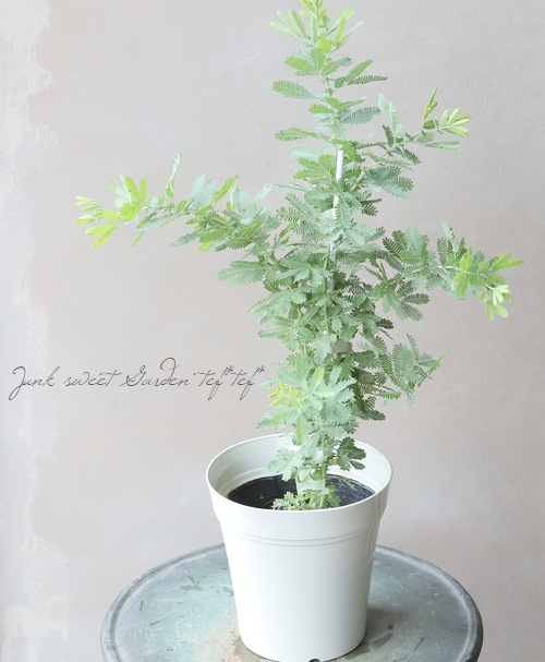 銀葉アカシア 『BAILEYANA -バイレヤナ-』 ミモザ | すべての商品