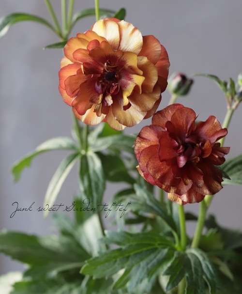 ラナンキュラス ラックスシリーズ 『サティロス』 | すべての商品