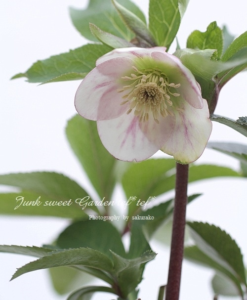 ユ*リ様 パステリッシュストレイン　大和園　大株 園芸ネット本店｜大和園さんのクリスマスローズ：26-11パステリッシュ