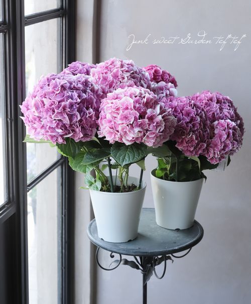 紫陽花 『 山紫水明 』 八重咲き | すべての商品 | | Junk sweet