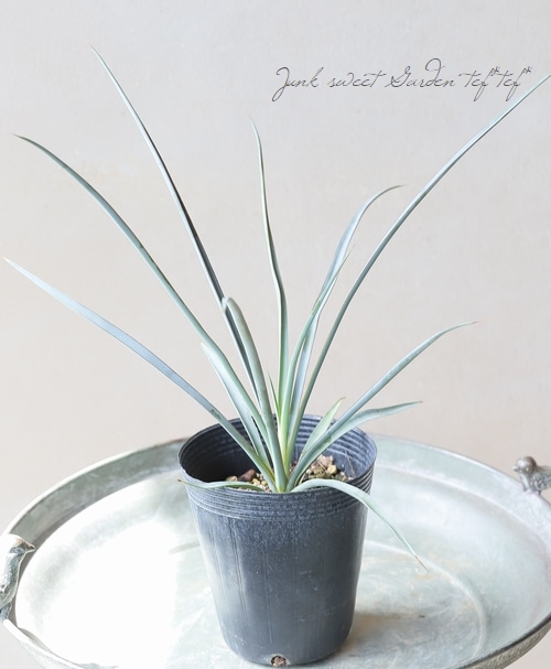 ユッカ 『ペリクローサ-periculosa-』 | すべての商品 | | Junk sweet