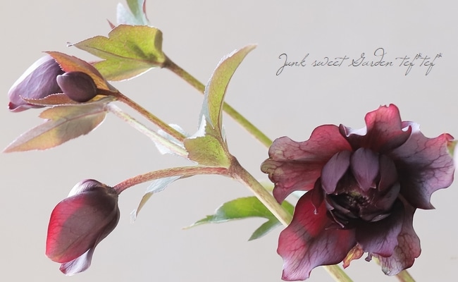 広瀬園芸さん】 クリスマスローズ 『クレオパトラ』 No.13 | すべての