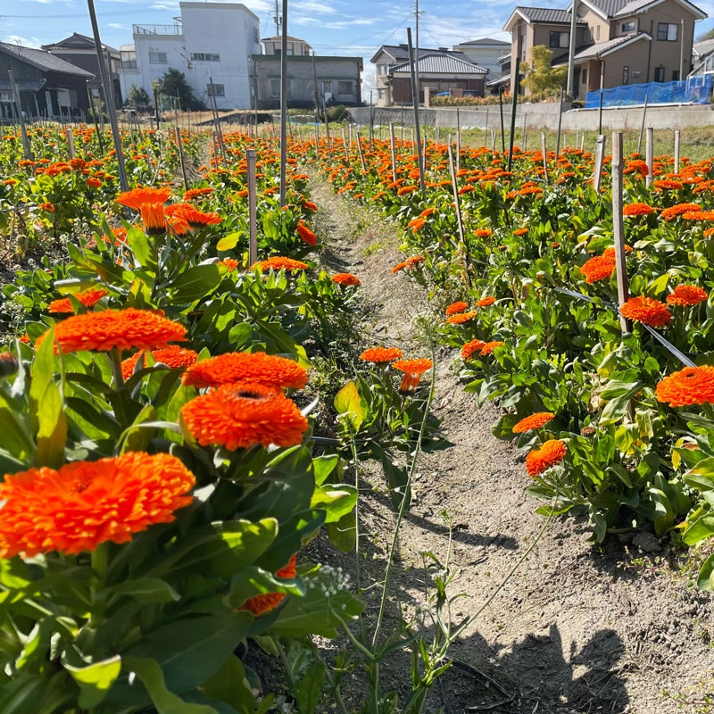 ○オイルカレンドラ | ○BIOIST | THE HERBS Cosmetics