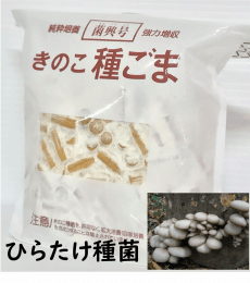 きのこ種菌 ひらたけ 駒菌（400駒）【きのこのお店 しいたけ本舗