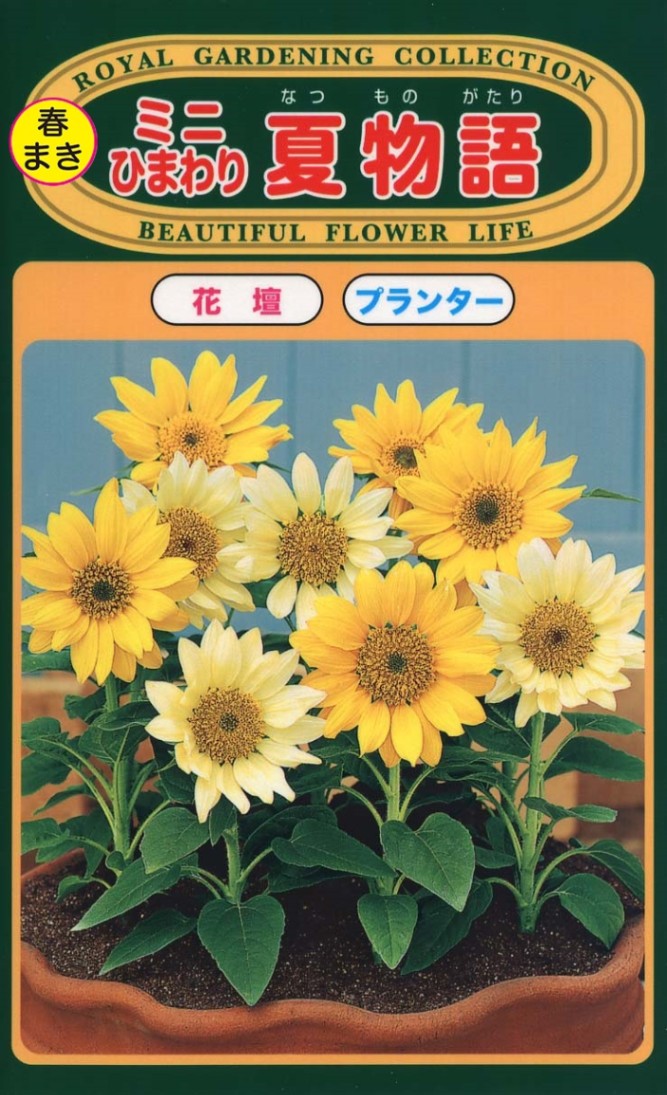 ミニひまわり 夏物語 | 種（トーホク） | Tree people