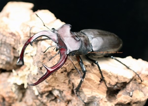 待望のトルコ産が羽化!! ユダイクスミヤマ ♂89mm♀44mm No,1