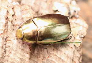 プラチナコガネ標本内金として | Ultimate Mika KABU KUWA