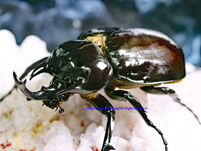 2018-2019年・新種記載 メガソマ・最高峰!! WF2 2021年4月孵化 ヴァズ