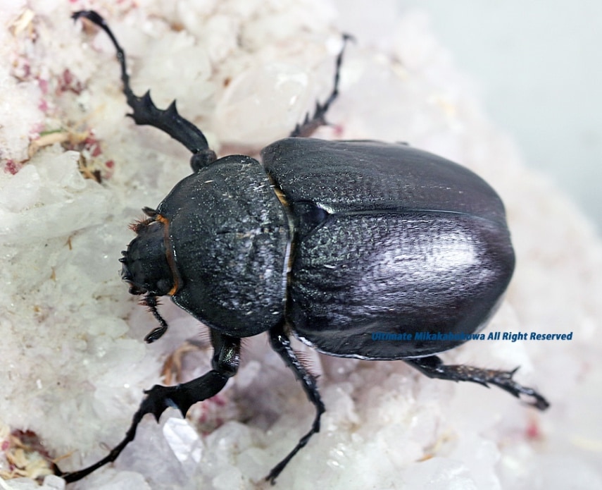 2024,11/20,21 新着WILD 南米エクアドル便 最高峰!!ラミレスゾウカブト