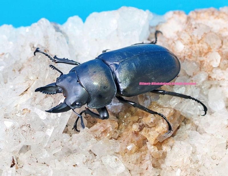 2024年WILDからのWF1 2025年♂3月羽化♀3月羽化 最高峰!! フルスト