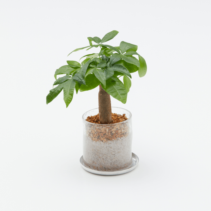 花・観葉植物,well plants | welzo STORE
