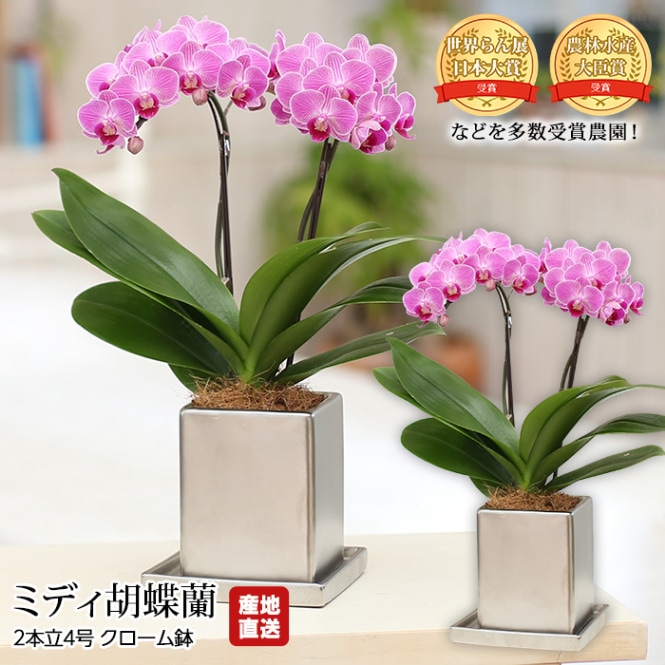 生花,胡蝶蘭 | 高級フルーツ(高級果物)の通販なら旬のものを厳選する