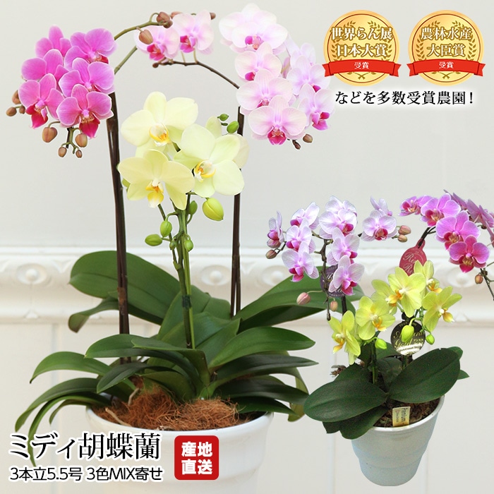 胡蝶蘭 ミディ胡蝶蘭 3本立 5.5号 3色MIX寄せ 椎名洋ラン園 産地直送