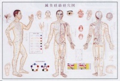 鍼灸経絡経穴図
